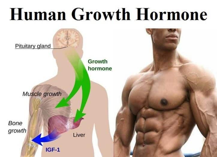 Growth Hormone Therapy